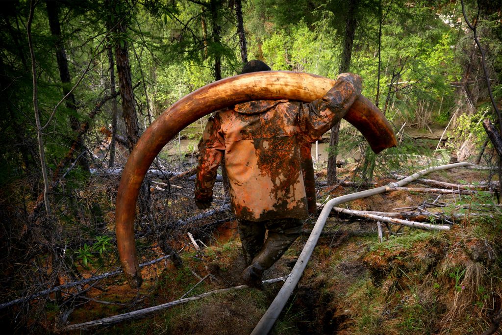 A man carries a large mammoth tusk through the forest.